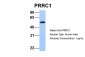 PRRC1 antibody - middle region